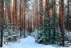 a snowy forest with lots of trees and snow on the ground, in winter time