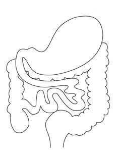 a drawing of the side view of a human head