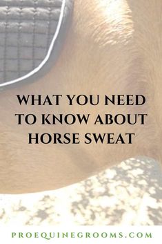 a horse's back with the words what you need to know about horse sweat