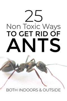 an ant insect with the title 25 non - exotic ways to get rid of ants