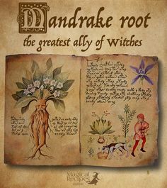 Herbal Magic of Mandrake Root The most mystical root of all and the greatest… Mandrake Root, Magickal Herbs, Witch Herbs, Witch Garden, Illustration Botanique, Witch Spell