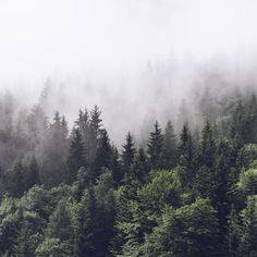 the forest is covered in fog and low lying clouds