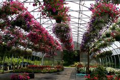 the inside of a greenhouse filled with lots of flowers