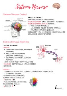 the anatomy of the brain and nervous system is shown in this manual for students to learn