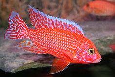 a red and white fish in an aquarium