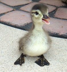 a small duck is sitting on the floor