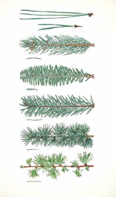 several different types of pine needles are shown in this drawing, which shows the various branches