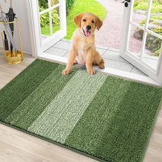 a brown dog sitting on top of a green rug in front of a door with an open window