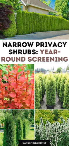 15 Tall and Narrow Screening Shrubs for Year-Round Privacy in Small Garden Arbor Vitae Landscape Ideas, Fence Shrubs Privacy Hedge, Privacy Corner Landscaping, Small Front Yard Privacy Ideas, Front Entrance Privacy Ideas, Trellis Along Fence Line, Short Fence Privacy Ideas, Narrow Hedge Plants, Tall Narrow Privacy Hedge