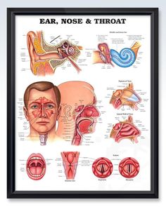 a diagram of the nose and throat, with different parts labeled in each section on it