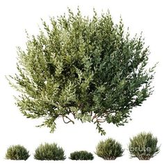 an image of some bushes and shrubs in different stages of growth on a white background