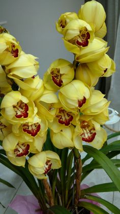 the yellow flowers are blooming in the pot on the counter top, and it is hard to tell what color they are