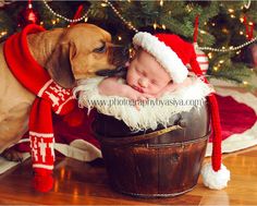 a dog and a baby in front of a christmas tree