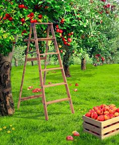 an apple tree with apples in a crate and ladder next to it on the grass