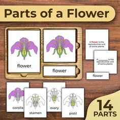 parts of a flower matching cards with pictures on the back and in front of them