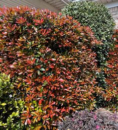 several different types of bushes in front of a house