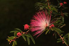 a pink flower with green leaves and red berries in the foreground, on a dark background