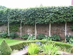 a garden with many plants and trees on the side of it, in front of a brick wall