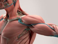 an image of the muscles and tendors in a human body with blue wires running through them