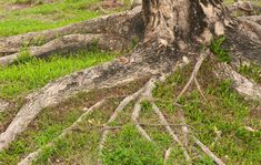 a tree that has been cut down in the grass