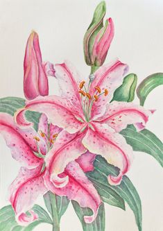 a watercolor painting of pink lilies with green leaves on a white paper background