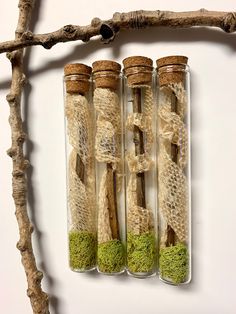 three glass bottles filled with moss and wooden sticks