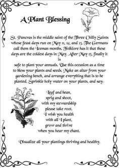 Salad Prep, Witchy Garden, Witch Herbs, Recipe Italian, Beautiful Salad, Witch Garden, Plants Growing, Magick Spells, Wiccan Spell Book