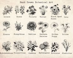 an old - fashioned drawing shows different types of flowers and their names in black ink