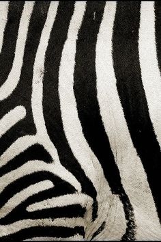 the back end of a zebra's head with black and white stripes