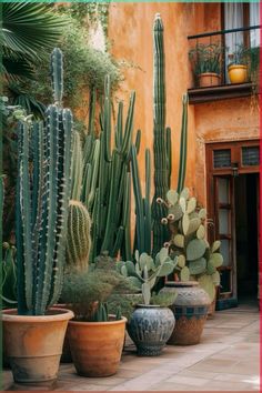 there are many different types of cactus in the pots on the ground near each other