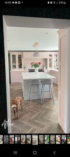 a dog standing in the middle of a kitchen