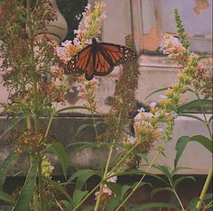 a butterfly sitting on top of a flower next to white flowers and green leaves in front of an old building