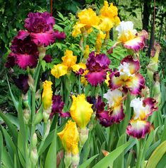 many different colored flowers growing in a garden