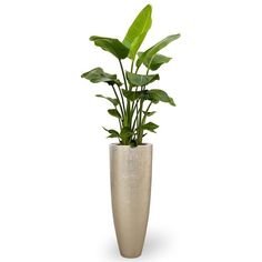 a plant in a silver vase on a white background