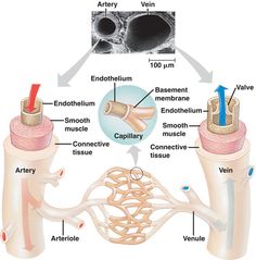 the structure of an organ and its structures