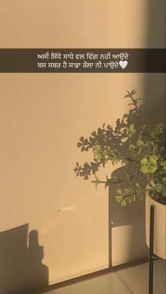 a potted plant sitting on top of a table next to a wall with writing