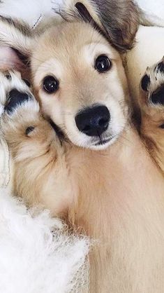 two puppies cuddle together in the middle of their bed, one is laying on its back