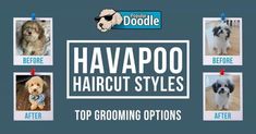 the top grooming options for havapo haircuts are shown in this image