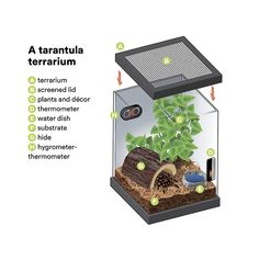 an aquarium with plants and other things labeled in the text below it that includes information about terrarium