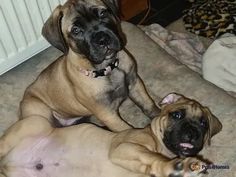 two dogs laying on the floor next to each other with their paws in the air