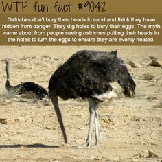 an ostrich is standing in the sand with its head down and it's legs up