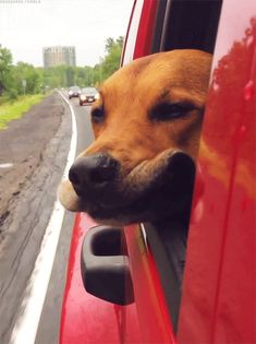 a dog sticking its head out the window of a red car with an inspirational quote on it