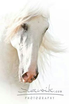 a white horse with long hair is looking at the camera