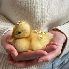 a person holding a small yellow duckling in their hands with daisies on its head