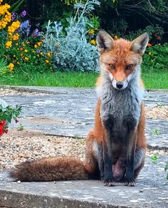 a red fox sitting on top of a stone slab next to flowers and plants in the background