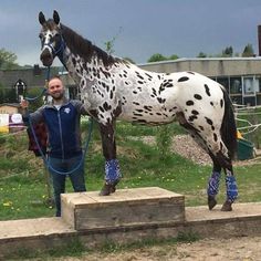 a man standing next to a horse on top of a lush green field