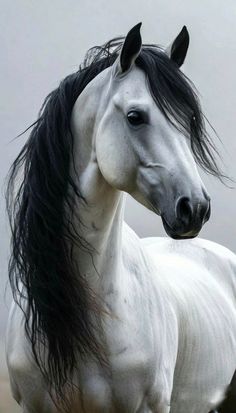 a white horse with black manes standing in the grass