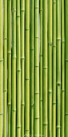 green bamboo sticks are lined up in rows