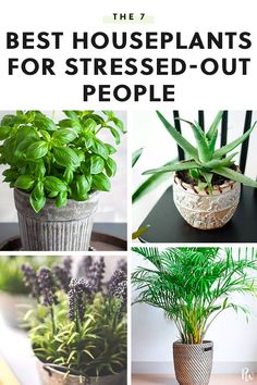 Best Houseplants, Tanaman Pot, Household Plants, Air Purifying Plants, Bedroom Plants