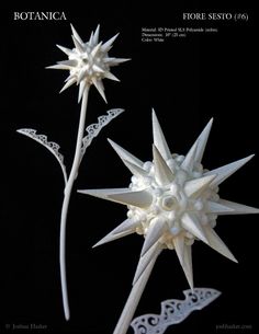 three white flowers are shown against a black background with the words rotanica above them